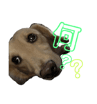 我が家のソラちゃん①（個別スタンプ：6）