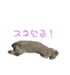 我が家のソラちゃん①（個別スタンプ：7）