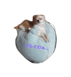 チワふう太の日常（個別スタンプ：15）