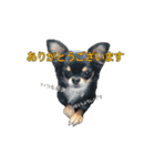 クロタンチワワのジップちゃん（個別スタンプ：3）