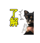 クロタンチワワのジップちゃん（個別スタンプ：6）