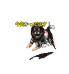 クロタンチワワのジップちゃん（個別スタンプ：8）