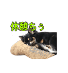 クロタンチワワのジップちゃん（個別スタンプ：11）