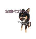 クロタンチワワのジップちゃん（個別スタンプ：13）