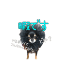 クロタンチワワのジップちゃん（個別スタンプ：23）