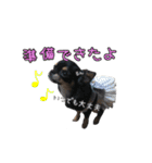 クロタンチワワのジップちゃん（個別スタンプ：25）