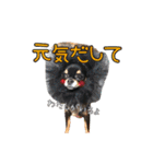 クロタンチワワのジップちゃん（個別スタンプ：26）