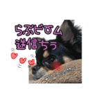 クロタンチワワのジップちゃん（個別スタンプ：28）