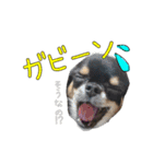 クロタンチワワのジップちゃん（個別スタンプ：30）