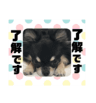 ちょびおくん（個別スタンプ：8）