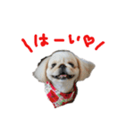 ペキニーズぶぴ（個別スタンプ：1）