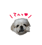 ペキニーズぶぴ（個別スタンプ：3）