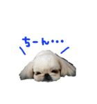 ペキニーズぶぴ（個別スタンプ：5）