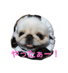 ペキニーズぶぴ（個別スタンプ：9）