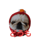 ペキニーズぶぴ（個別スタンプ：10）