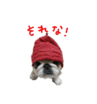 ペキニーズぶぴ（個別スタンプ：12）