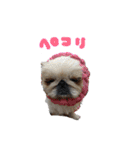 ペキニーズぶぴ（個別スタンプ：14）