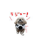 ペキニーズぶぴ（個別スタンプ：17）