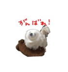 ペキニーズぶぴ（個別スタンプ：18）