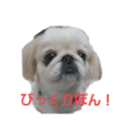 ペキニーズぶぴ（個別スタンプ：22）