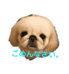 ペキニーズぶぴ（個別スタンプ：24）