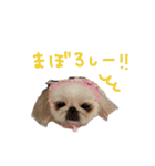 ペキニーズぶぴ（個別スタンプ：25）