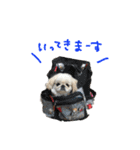 ペキニーズぶぴ（個別スタンプ：32）