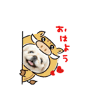 ペキニーズぶぴ（個別スタンプ：34）