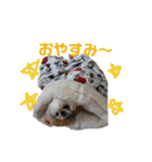 ペキニーズぶぴ（個別スタンプ：35）