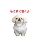 ペキニーズぶぴ（個別スタンプ：36）