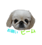 ペキニーズぶぴ（個別スタンプ：37）