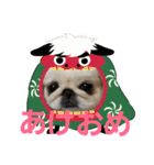 ペキニーズぶぴ（個別スタンプ：39）