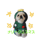 ペキニーズぶぴ（個別スタンプ：40）