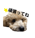 うちのわんこスタンプ2（個別スタンプ：2）