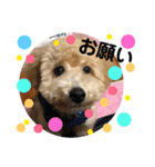 うちのわんこスタンプ2（個別スタンプ：3）
