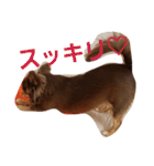 チワワのやまちゃん・③'''（個別スタンプ：4）