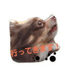 チワワのやまちゃん・③'''（個別スタンプ：9）