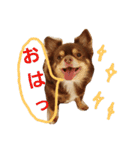 チワワのやまちゃん・③'''（個別スタンプ：10）