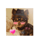 チワワのやまちゃん・③'''（個別スタンプ：13）