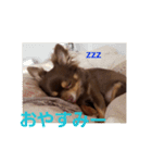 チワワのやまちゃん・③'''（個別スタンプ：20）