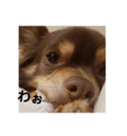 チワワのやまちゃん・③'''（個別スタンプ：22）