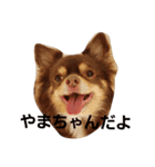 チワワのやまちゃん・③'''（個別スタンプ：31）
