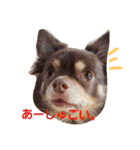 チワワのやまちゃん・③'''（個別スタンプ：32）