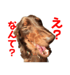 ハルと福之丞（個別スタンプ：6）