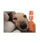 ハルと福之丞（個別スタンプ：12）