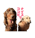 ハルと福之丞（個別スタンプ：19）