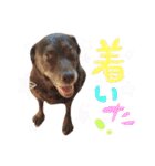 ©︎CHOCO（個別スタンプ：8）