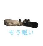 ハニー＆メイプル（個別スタンプ：1）