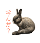 ハニー＆メイプル（個別スタンプ：5）