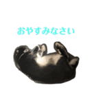 ハニー＆メイプル（個別スタンプ：6）